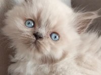 Harika british longhair bebekler
