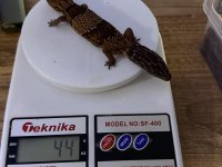 Afridan Fat Tailed Gecko