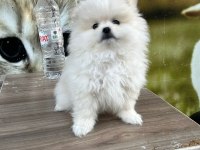 3 aylık kusursuz pomeranian boo bebek