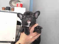 French bulldog 2 aylık bebekler
