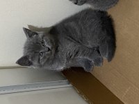 Ankara İçi British Shorthair Sahiplendirme