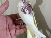 39 günlük sultan papağanı KUSURSUZ LUTİNO BEBEK