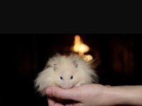 TÜRKİYEDE İLK VE TEK HAMSTER ÇİFTLİĞİ EVE TESLİM