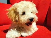 Eşsiz kalite de maltipoo