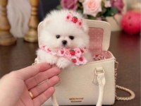 MİKRO CEP BOY DİŞİ POMERANİAN BOO