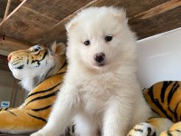 Burkemden A kan samoyed yavruları