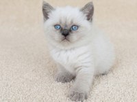 Muhteşem Golden Bicolor Point British Shorthair Yavrular