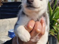 SAFKAN HUSKY YAVRULAR