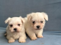 Mini Boy Maltese Bebekler