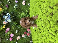Toy Poodle Bebekleri