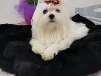 A scrli babadan kore maltese bebekler