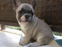 French Bulldog puppys