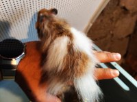 Teddy Bear Hamster