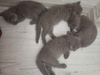 British shorthair 1.5 aylık kediler sahiplendirilecektir
