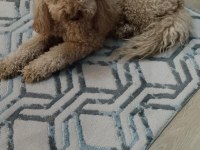 2,5 Yaşında Orjinal Toy Poodle