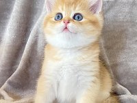 Bal küpü Golden British Shorthair