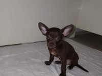 Çikolata Chihuahua