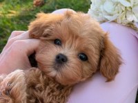 Maltipoo yavrularımız