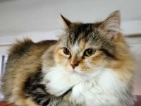 İki tane dişi British Longhair Cat