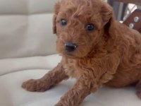 Toy Poodle Minik Şekerler