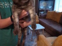 5 buçuk aylık dişi scottish fold