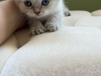British shorthair silver cinsi dişi