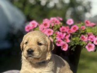 Sevimli golden bebeklerim