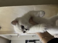 1 buçuk aylık dişi cins kedimiz