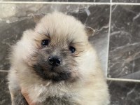 Orjinal ayı surat Pomeryan Booo yavrular 