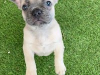French bulldog