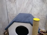 5 aylık british shorthair erkek
