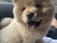 AŞILARI TAM SAFKAN CHOW CHOW UYGUN