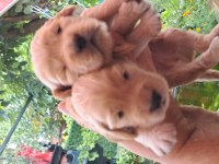 Orijinal Cocker Spaniel