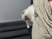 Scottish fold Blue Point Longhair