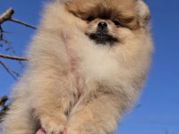 pomeranian boo yavrularımız