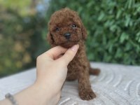 Toy Poodle yavru köpeklerimiz