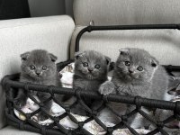 3 adet gri scottish fold yavrular