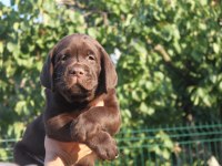 TÜRKİYENİN EN ÖZEL LABRADOR YAVRULARI 