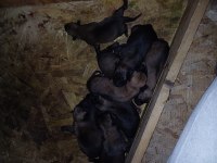 Orijinal Malinois 15 günlük Belçika Kurdu