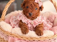 A Kalite Poodle Yavrularimiz