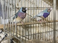 Goldian Finch ve ispinoz türleri