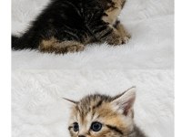 British golden tabby uygun puanlı