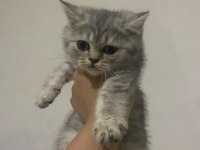 British shorthair yavru kedilerimiz