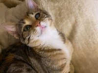 YAVRU KEDİMİZ SEVGİ PITIRCIĞI OYUNCU VE AKILLI