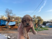 3 kg garantili maltipoo bebekler