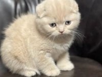 En uygun fiyat ve A+ kalite veteriner onaylı kedilerimiz