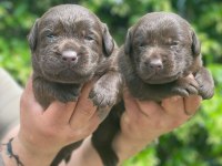 Labrador retriever yavrular