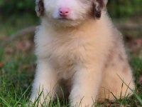 Blue merle ausiee doodle yavrumuz