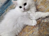 Erkek Chinchilla Hemen Teslim