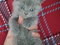 İzmirden british shorthair kedisi